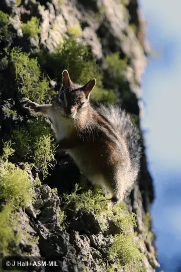 Neotamias senex senex. Formerly Tamias senex. Also as Allen's Chipmunk. Neotamias senex senex. Formerly Tamias senex. Also as Allen's Chipmunk.