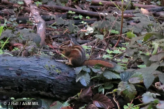 Formerly Tamias sonomae. Formerly Tamias sonomae.