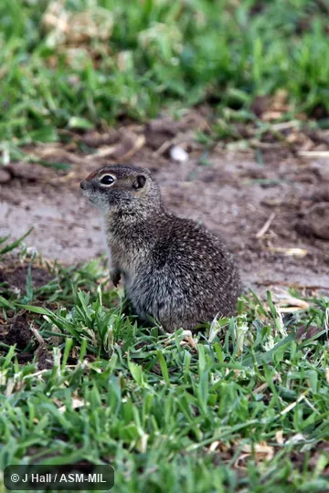 Formerly Spermophilus brunneus. Formerly Spermophilus brunneus.