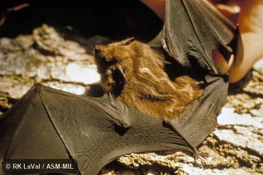 Dorsal view, showing face. Also as Brown White-lined Bat|Lesser White-lined Bat. Dorsal view, showing face. Also as Brown White-lined Bat|Lesser White-lined Bat.