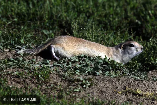 Formerly Spermophilus richardsonii. Formerly Spermophilus richardsonii.