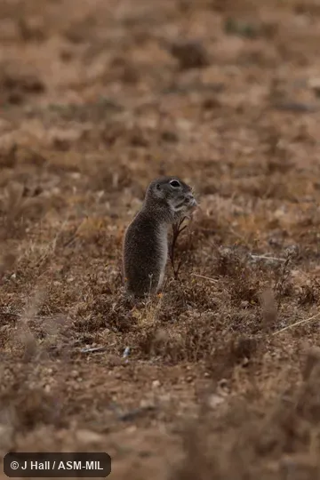 Formerly Spermophilus (Xerospermophilus) mohavensis. Formerly Spermophilus (Xerospermophilus) mohavensis.