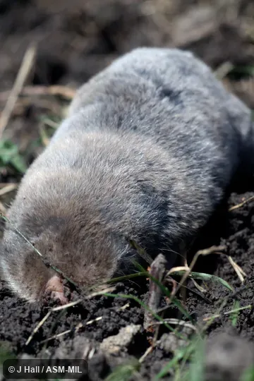 Formerly part of Spalax leucodon and then Nannospalax leucodon, Lesser Blind Mole-rat. Formerly part of Spalax leucodon and then Nannospalax leucodon, Lesser Blind Mole-rat.