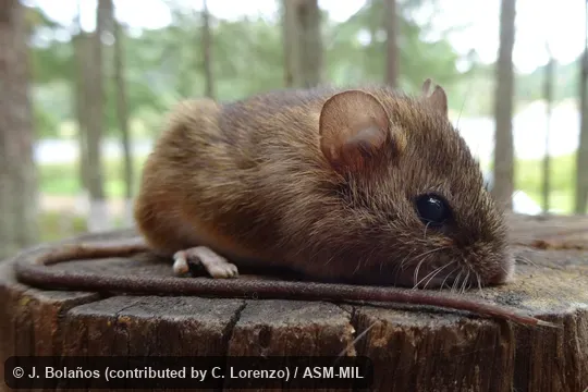 Also as Fulvous Colilargo|Northern Pygmy Rice Rat. Also as Fulvous Colilargo|Northern Pygmy Rice Rat.