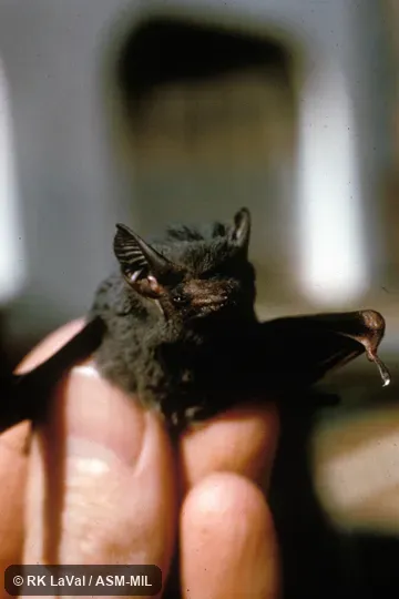 Close-up of head, front view. Also as Peters's Sac-winged Bat. Close-up of head, front view. Also as Peters's Sac-winged Bat.