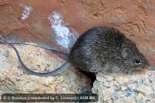 Collected at Mexico, Chiapas, Cintalapa municipality, 29. 4 km NW Cintalapa, Zona de Aprovechamiento Forestal los Ocotones, 1067 m, 16.770 ° N, 93.99° W Collected at Mexico, Chiapas, Cintalapa municipality, 29. 4 km NW Cintalapa, Zona de Aprovechamiento Forestal los Ocotones, 1067 m, 16.770 ° N, 93.99° W