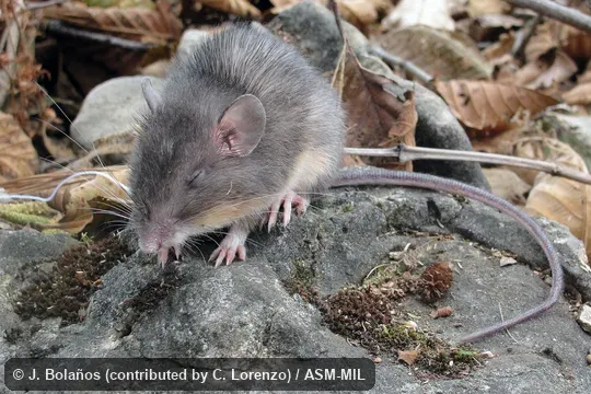 Collected at Mexico, Chiapas, Cacahoatan municipality, 1.2 km N Ejido el Águila, Camino a Cascada la Sirena, 980 m, 15.100°N, 92.18° W. Formerly as Heteromys desmarestianus goldmani. Collected at Mexico, Chiapas, Cacahoatan municipality, 1.2 km N Ejido el Águila, Camino a Cascada la Sirena, 980 m, 15.100°N, 92.18° W. Formerly as Heteromys desmarestianus goldmani.