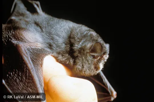 Side view. Also as Smoky Bat. Side view. Also as Smoky Bat.