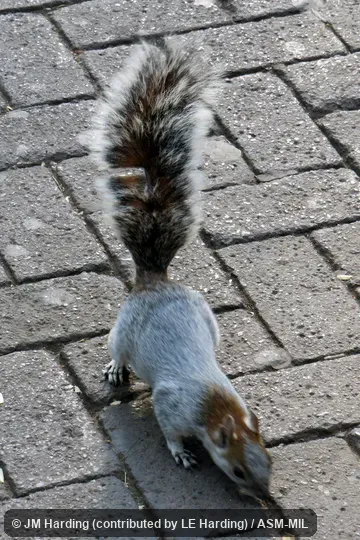 Individual on ground. Also as Mexican Gray Squirrel|Mexican Red-bellied Squirrel. Also as Echinosciurus aureogaster. Individual on ground. Also as Mexican Gray Squirrel|Mexican Red-bellied Squirrel. Also as Echinosciurus aureogaster.