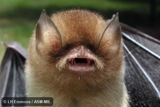 Formerly as Natalus stramineus espiritosantensis. Formerly as Natalus stramineus espiritosantensis.