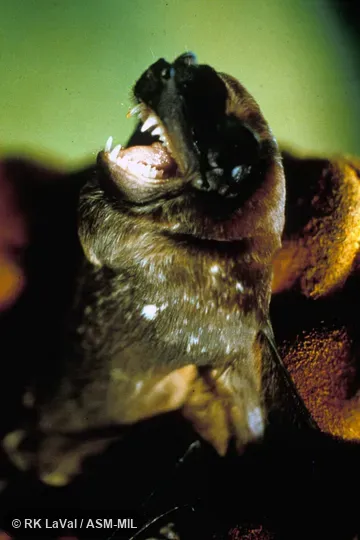 Close-up of head, oblique view. Formerly part of Molossus sinaloae. Also as Alvarez's Free-tailed Bat. Close-up of head, oblique view. Formerly part of Molossus sinaloae. Also as Alvarez's Free-tailed Bat.