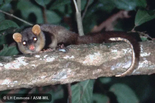 Formerly as Caluromysiops irrupta. Formerly as Caluromysiops irrupta.