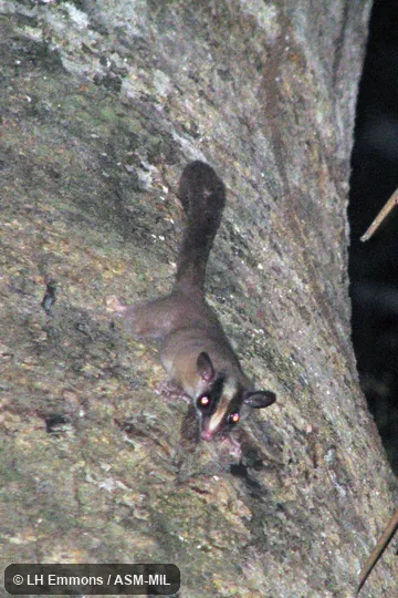 Also as Furry-tailed Opossum. Also as Furry-tailed Opossum.
