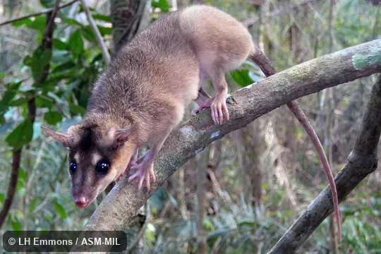 Formerly part of Metachirus nudicaudatus. Formerly part of Metachirus nudicaudatus.