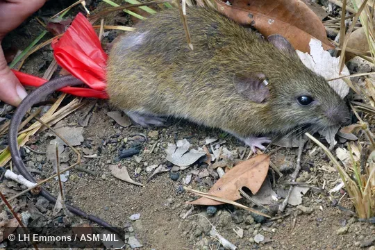Formerly as Oryzomys scotti. Also as Lindbergh's Oryzomys|Lindbergh's Cerradomys. Formerly as Oryzomys scotti. Also as Lindbergh's Oryzomys|Lindbergh's Cerradomys.