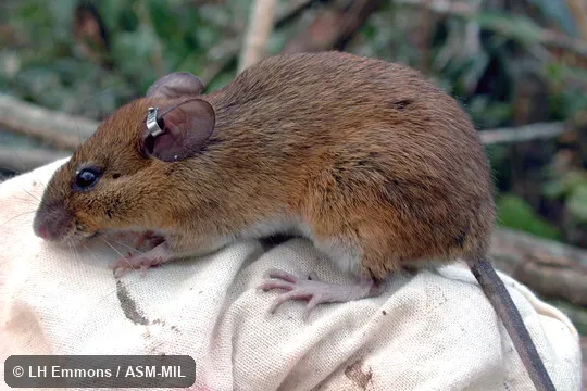 Formerly as Oryzomys nitidus. Also as Elegant Euryoryzomys. Formerly as Oryzomys nitidus. Also as Elegant Euryoryzomys.