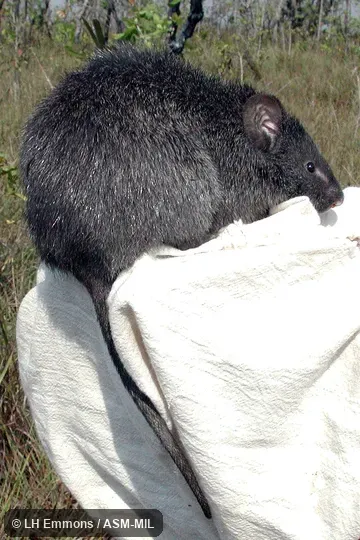 Also as Woolly Kunsia. Also as Woolly Kunsia.