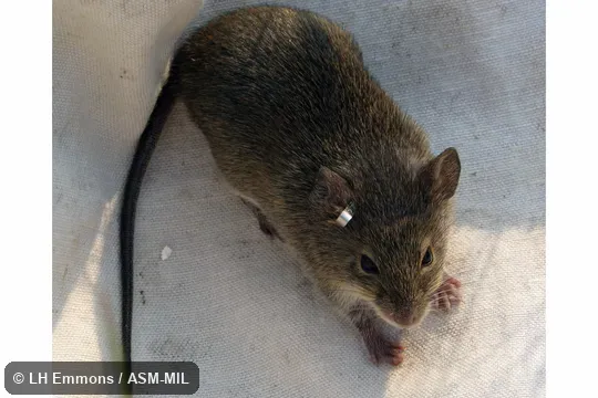 Also as Paraguayan Bolo Mouse. Also as Paraguayan Bolo Mouse.