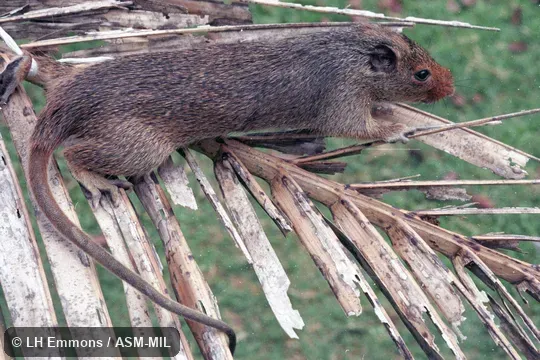 Also as Brazilian Spiny Tree-rat. Also as Brazilian Spiny Tree-rat.