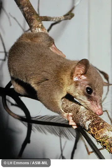 Ptilocercus lowii lowii. Also as Feather-tailed Treeshrew|Low's Treeshrew. Ptilocercus lowii lowii. Also as Feather-tailed Treeshrew|Low's Treeshrew.
