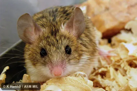 Adult female. Captured at Iran, Razavi Khorasan province, 12 km SE Mashhad, Khaje Morad rocky region. Also as Elburz Vesper Mouse|Goodwin's Calomyscus|Goodwin's Mouse-like Hamster|Goodwin's Mouse-tailed Hamster. Adult female. Captured at Iran, Razavi Khorasan province, 12 km SE Mashhad, Khaje Morad rocky region. Also as Elburz Vesper Mouse|Goodwin's Calomyscus|Goodwin's Mouse-like Hamster|Goodwin's Mouse-tailed Hamster.