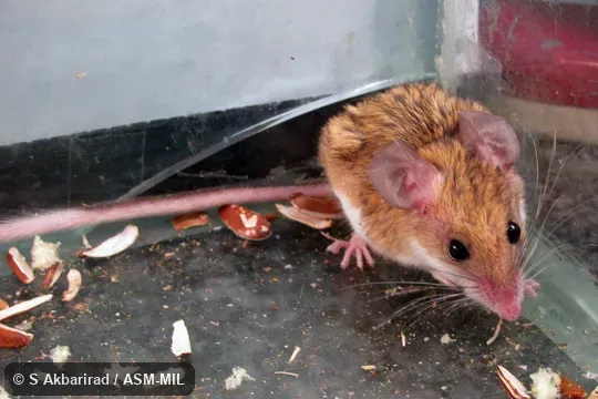 Captured at Iran, Khuzistan province, Zagros Mts., Izeh 31.7706 N, 49.8147 E. Also as Zagros Mountains Calomyscus|Zagros Mountains Mouse-like Hamster. Captured at Iran, Khuzistan province, Zagros Mts., Izeh 31.7706 N, 49.8147 E. Also as Zagros Mountains Calomyscus|Zagros Mountains Mouse-like Hamster.