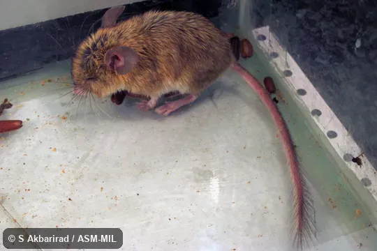 Captured at Iran, South Khorasan province, Bagheran Mts., Birjand 32.8180 N, 59.2148 E. Also as Hotson's Calomyscus|Hotson's Mouse-like Hamster|Hotson's Mouse-tailed Hamster. Captured at Iran, South Khorasan province, Bagheran Mts., Birjand 32.8180 N, 59.2148 E. Also as Hotson's Calomyscus|Hotson's Mouse-like Hamster|Hotson's Mouse-tailed Hamster.