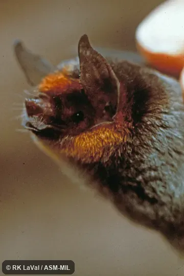 Close-up of head, oblique view. Also as Dobson's Mustached Bat. Formerly Pteronotus personatus psilotis. Close-up of head, oblique view. Also as Dobson's Mustached Bat. Formerly Pteronotus personatus psilotis.