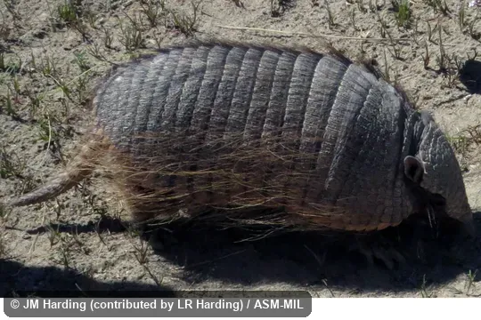Also as Big Hairy Armadillo|Greater Hairy Armadillo|Giant Hairy Armadillo. Also as Big Hairy Armadillo|Greater Hairy Armadillo|Giant Hairy Armadillo.