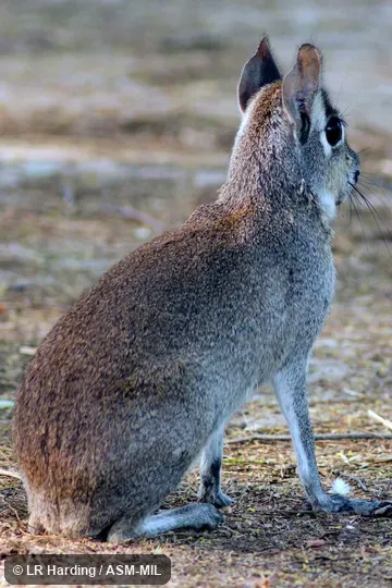 Also as Pediolagus salinicola. Also as Dwarf Mara|Dwarf Patagonian Cavy|Dwarf Patagonian Hare. Also as Pediolagus salinicola. Also as Dwarf Mara|Dwarf Patagonian Cavy|Dwarf Patagonian Hare.