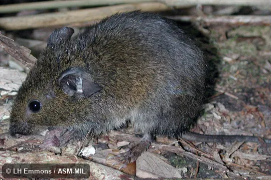 Less reddish than normal. Also as Dusky Akodont. Less reddish than normal. Also as Dusky Akodont.