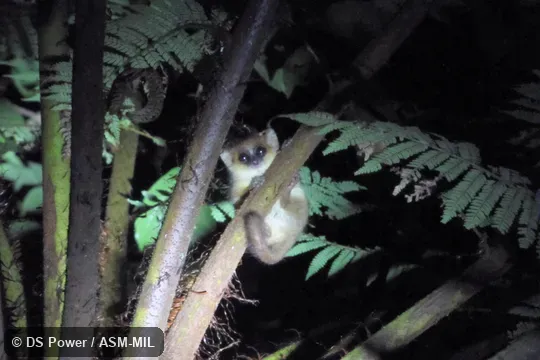 Also as Geoffroy's Dwarf Lemur. Also as Geoffroy's Dwarf Lemur.