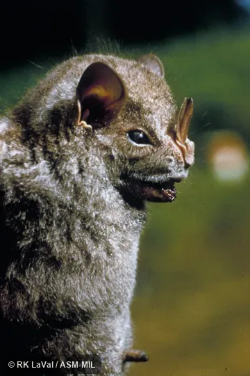 Close-up of side of face Close-up of side of face