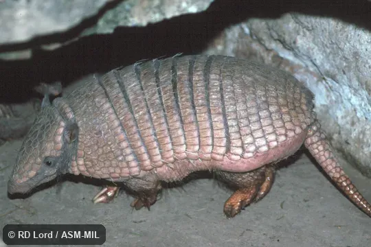Formerly Chaetophractus nationi, Andean Hairy Armadillo. Also as Lesser Hairy Armadillo|Small Hairy Armadillo. Formerly Chaetophractus nationi, Andean Hairy Armadillo. Also as Lesser Hairy Armadillo|Small Hairy Armadillo.