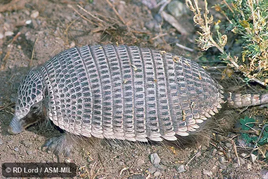 Also as Dwarf Armadillo. Also as Dwarf Armadillo.
