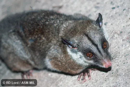 Also as Western Woolly Opossum. Also as Western Woolly Opossum.