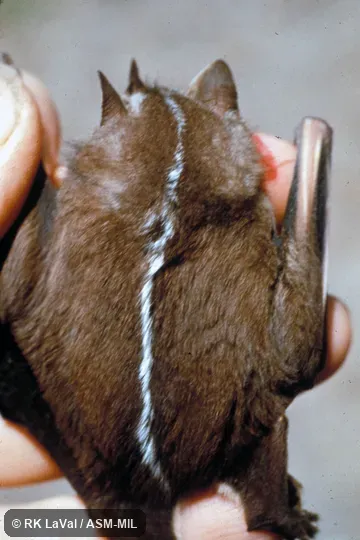 Dorsal view, wings folded Dorsal view, wings folded