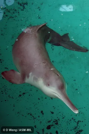 Adult male, Xi Xi. Captured at China, Hunan province, mouth of Dongting Lake January, 1980; died in 2002. Formerly in order Cetacea. Formerly in Iniidae. Also as Changjiang Dolphin|Chinese Lake Dolphin|Chinese River Dolphin|White Flag Dolphin|Whitefin Dolphin|Yangtze River Dolphin. Adult male, Xi Xi. Captured at China, Hunan province, mouth of Dongting Lake January, 1980; died in 2002. Formerly in order Cetacea. Formerly in Iniidae. Also as Changjiang Dolphin|Chinese Lake Dolphin|Chinese River Dolphin|White Flag Dolphin|Whitefin Dolphin|Yangtze River Dolphin.