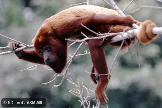 Formerly Alouatta seniculus arctoidea. Also as Caracas Howler Monkey|Ursine Howler Monkey. Formerly Alouatta seniculus arctoidea. Also as Caracas Howler Monkey|Ursine Howler Monkey.