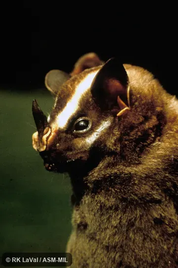 Close-up of head showing nose-leaf, side view. Formerly Vampyrodes caraccioli major. Close-up of head showing nose-leaf, side view. Formerly Vampyrodes caraccioli major.
