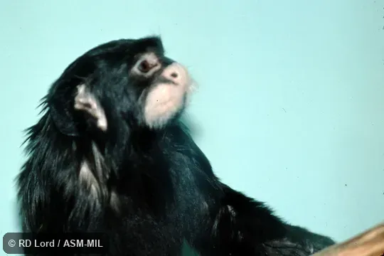 Also as Moustached Tamarin|Mustached Tamarin. Formerly Cebidae (Callitrichinae). Also as Moustached Tamarin|Mustached Tamarin. Formerly Cebidae (Callitrichinae).