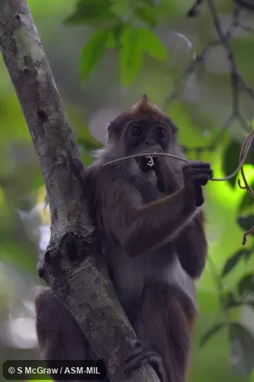 Adult female feeding in forest understory. Also as Green Colobus|Van Bénéden's Colobus. Adult female feeding in forest understory. Also as Green Colobus|Van Bénéden's Colobus.