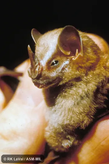 Close-up of head showing nose-leaf, oblique view Close-up of head showing nose-leaf, oblique view
