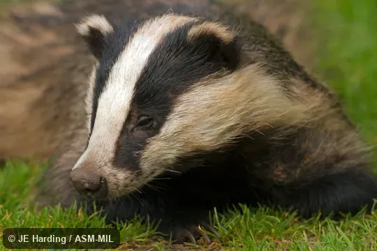 Also as Eurasian Badger. Also as Eurasian Badger.