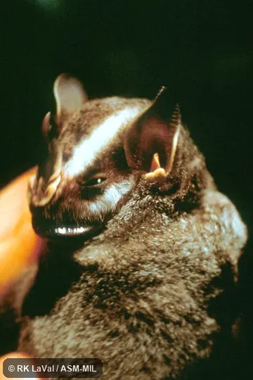 Close-up of head, oblique view. Formerly Vampyressa nymphaea or Vampyriscus nymphaea. Close-up of head, oblique view. Formerly Vampyressa nymphaea or Vampyriscus nymphaea.