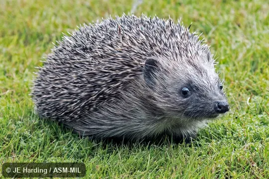 Formerly Erinaceomorpha. Also as Brown-breasted Hedgehog|Common Hedgehog|European Hedgehog|Northern Hedgehog. Formerly Erinaceomorpha. Also as Brown-breasted Hedgehog|Common Hedgehog|European Hedgehog|Northern Hedgehog.