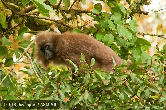 Also as Highland Mangabey. Also as Highland Mangabey.