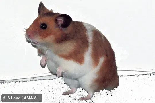 Captive pet. Also as Syrian Golden Hamster|Syrian Hamster. Captive pet. Also as Syrian Golden Hamster|Syrian Hamster.