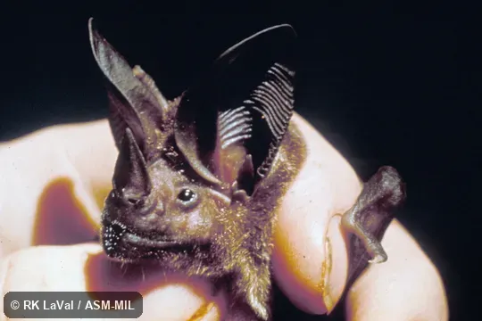 Oblique close-up, showing nose-leaf and ears. Formerly as Lophostoma silvicolum. Oblique close-up, showing nose-leaf and ears. Formerly as Lophostoma silvicolum.