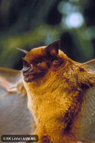 Close-up ventral view of head and body Close-up ventral view of head and body